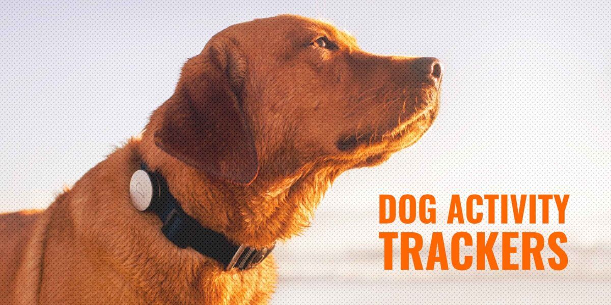 Dog Activity Trackers Reviews Of The Best Fitbit For Dogs