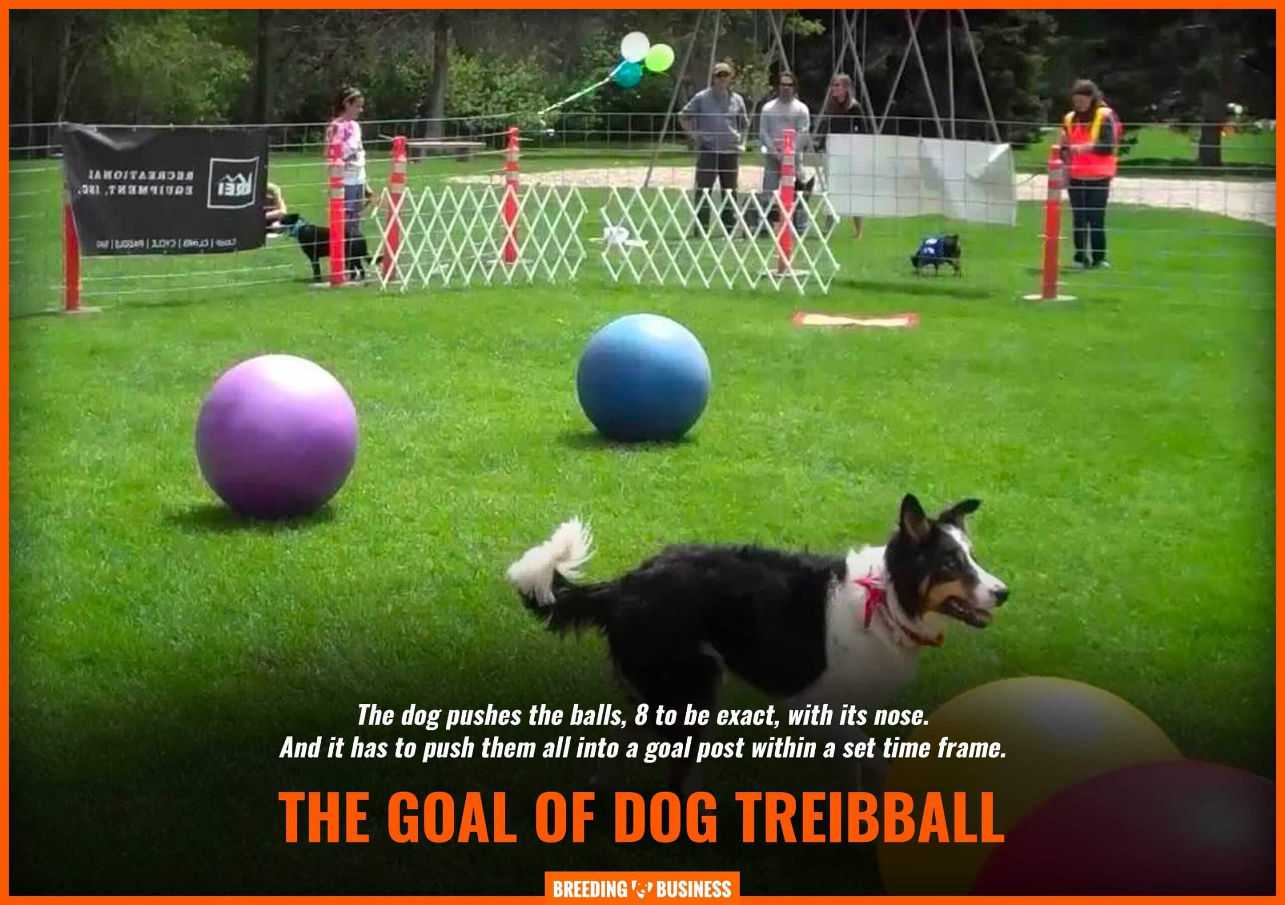 goal of dog treibball