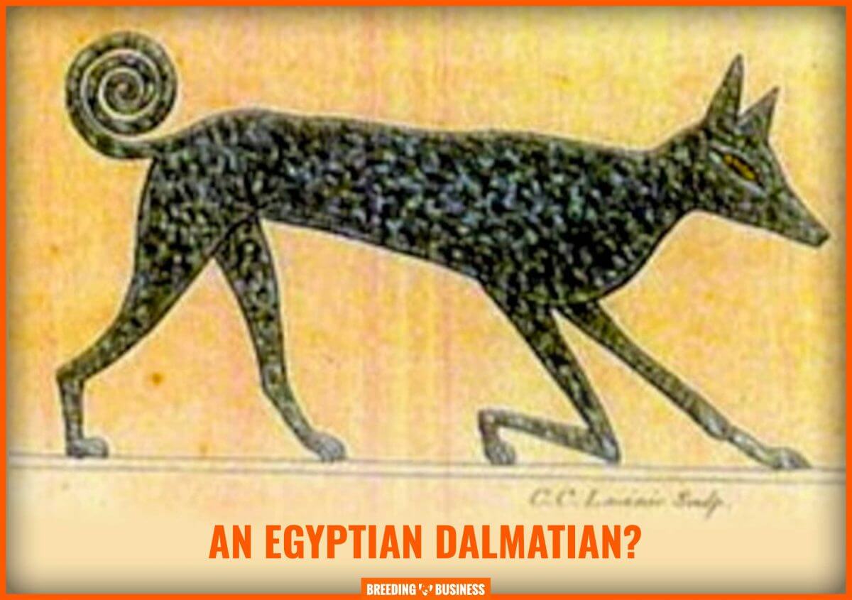 egyptian dalmatian