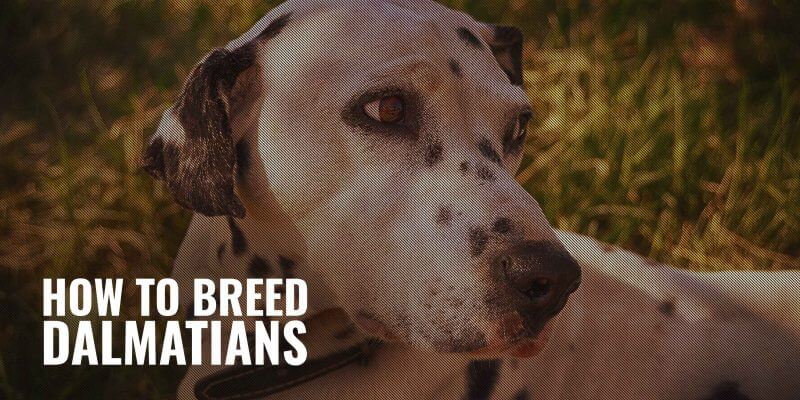 what were dalmatians bred for