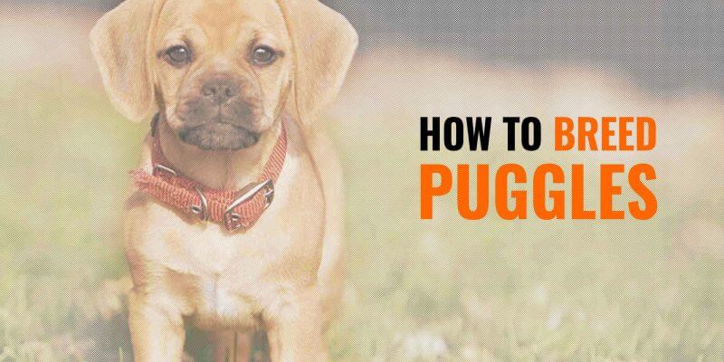 all about puggles