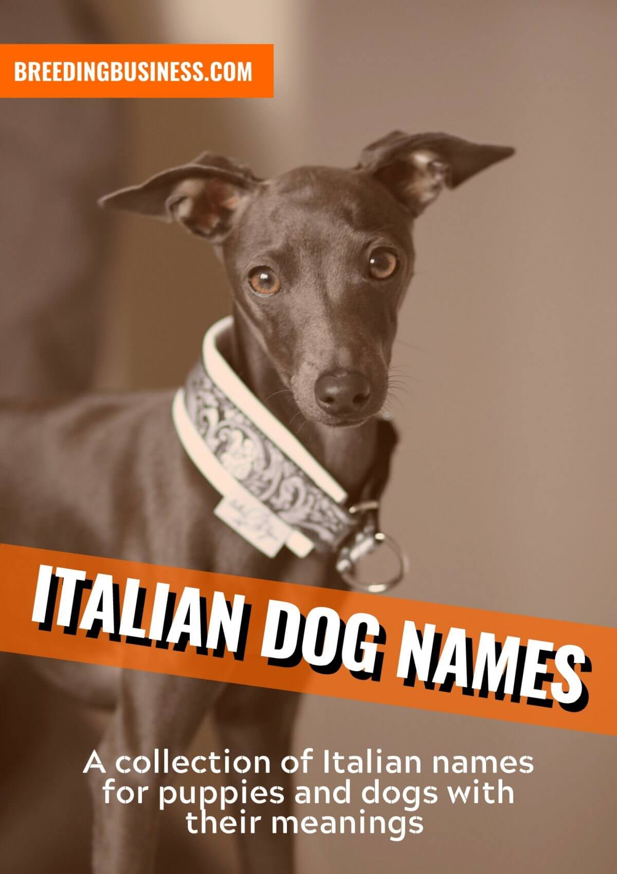 italian dog names