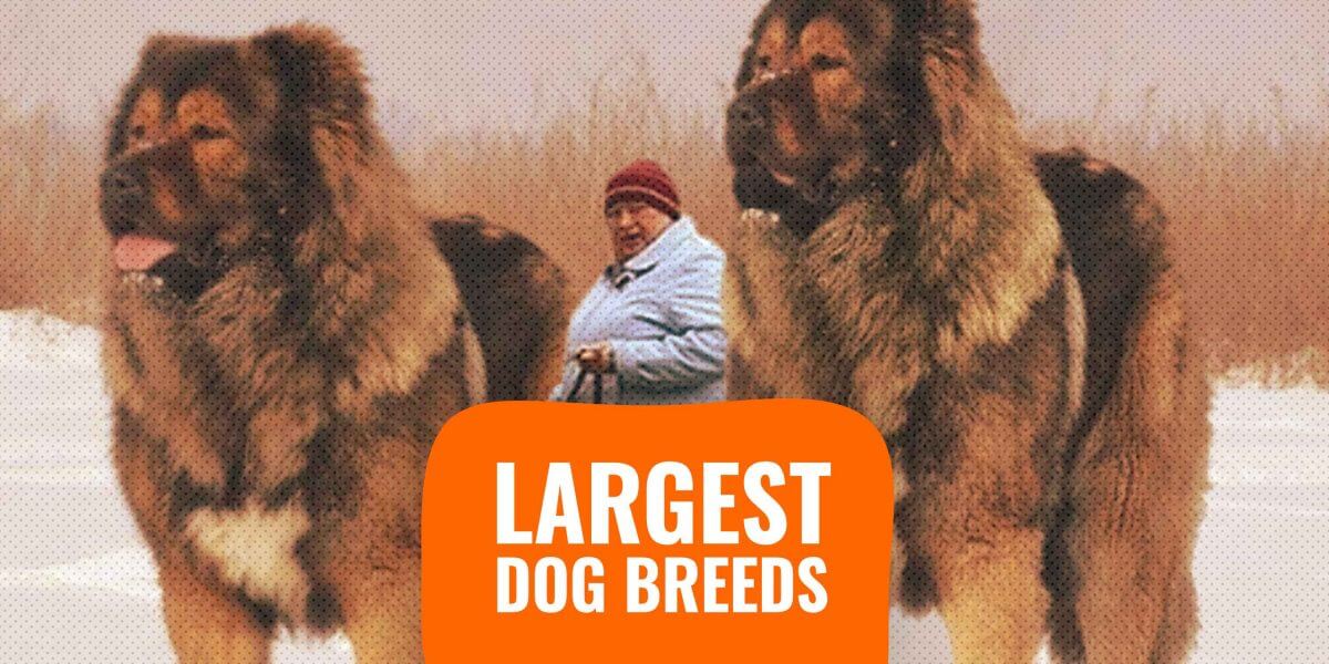 biggest dog weight