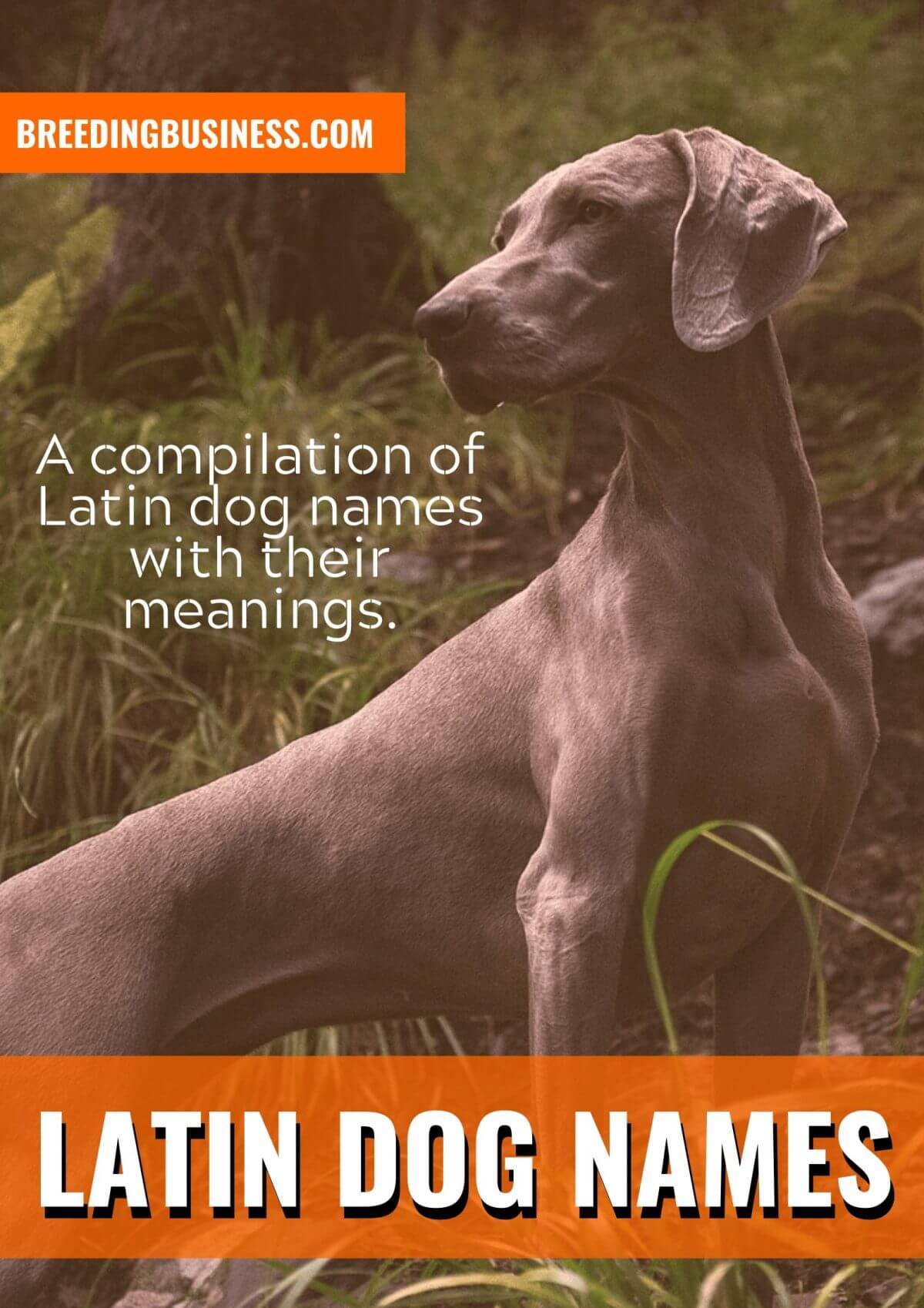 Lateinische Hundenamen