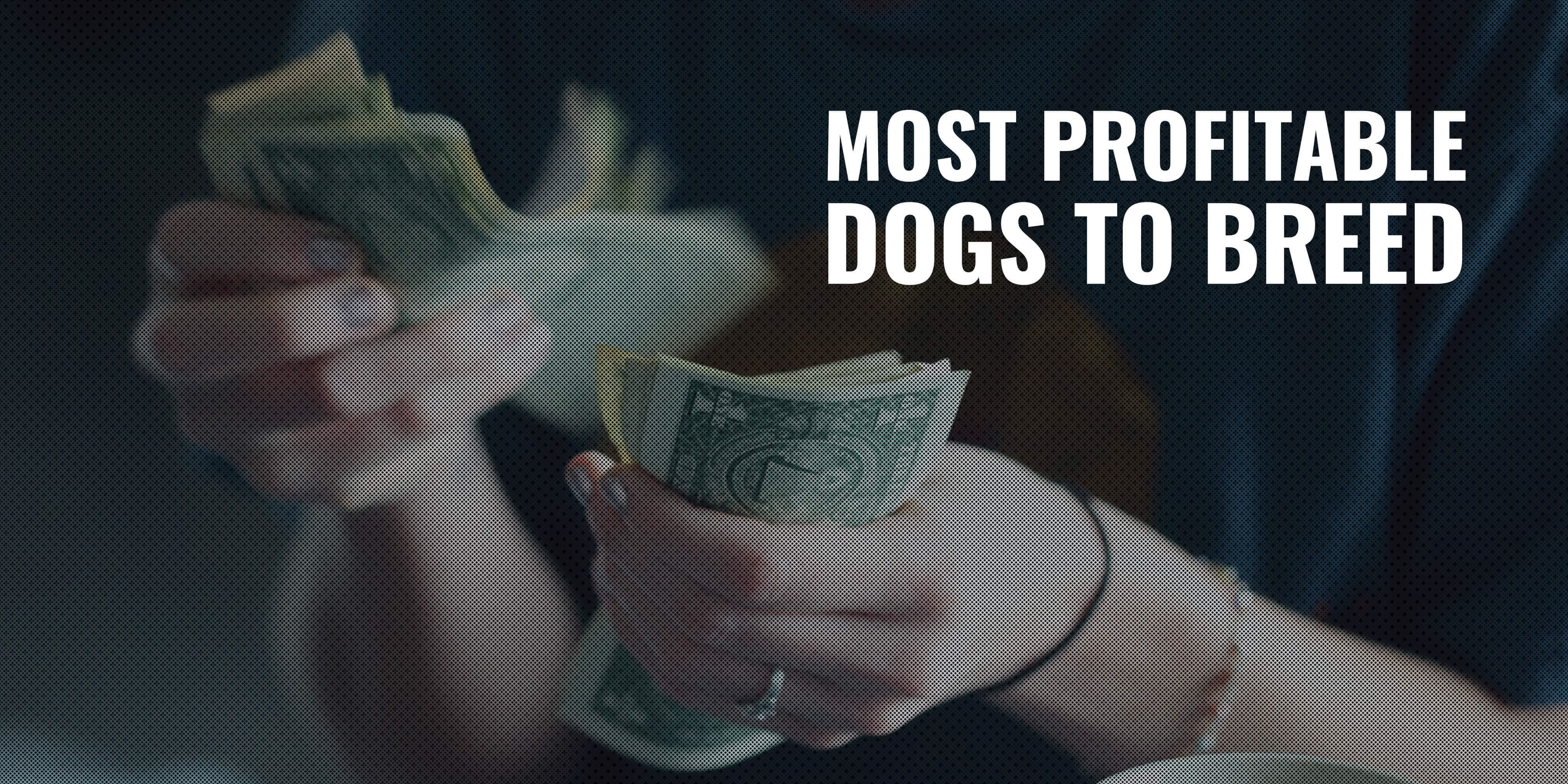 best dogs to breed for money