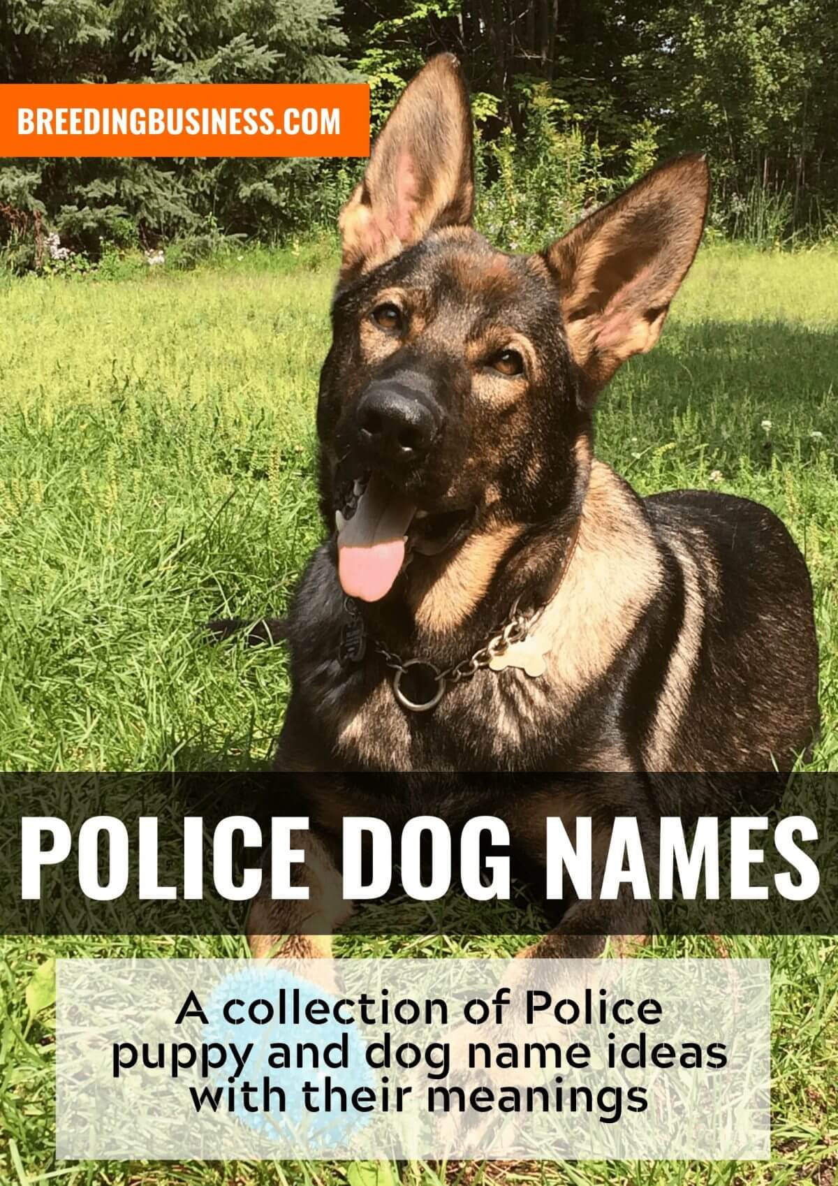 politie honden namen