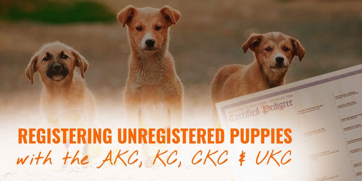 akc registration for puppies