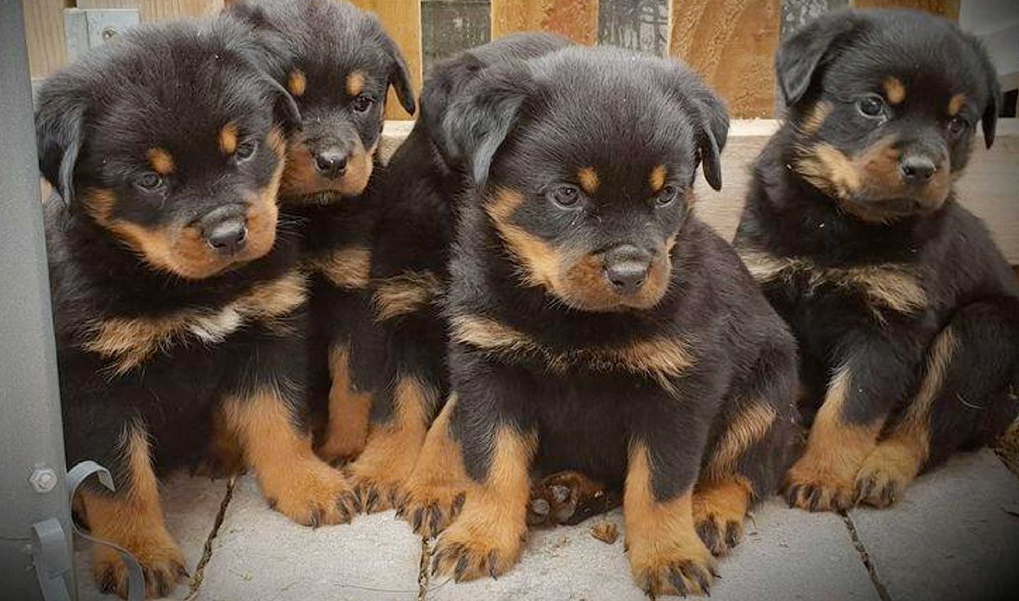 cool names for rottweilers