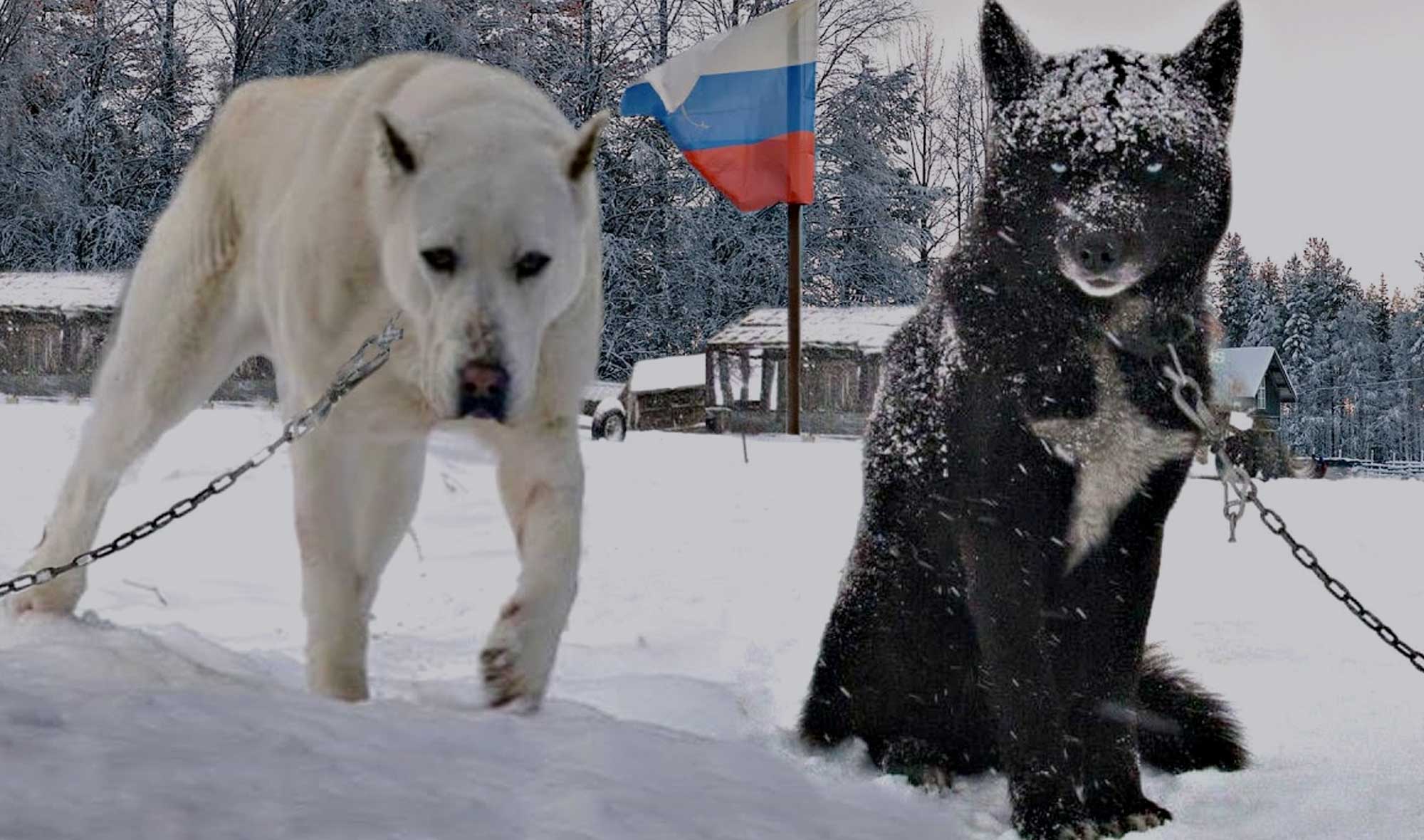 russian dog breeds