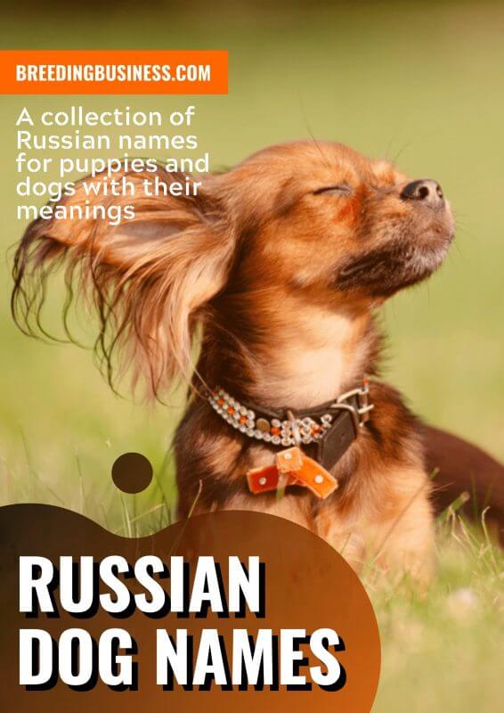 Russian Dog Names 566x800 