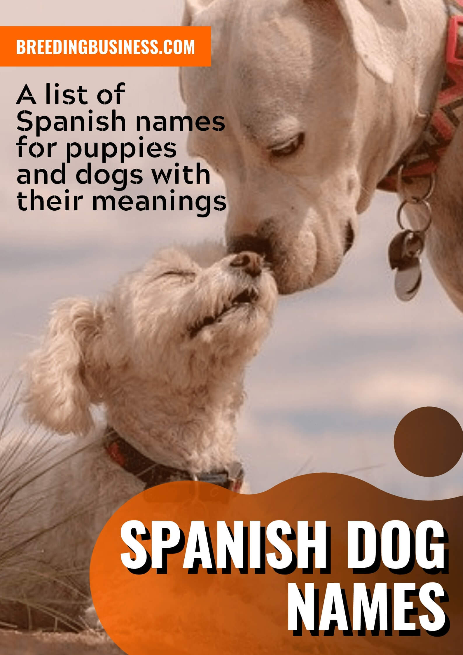 Names For Dogs Male In Spanish