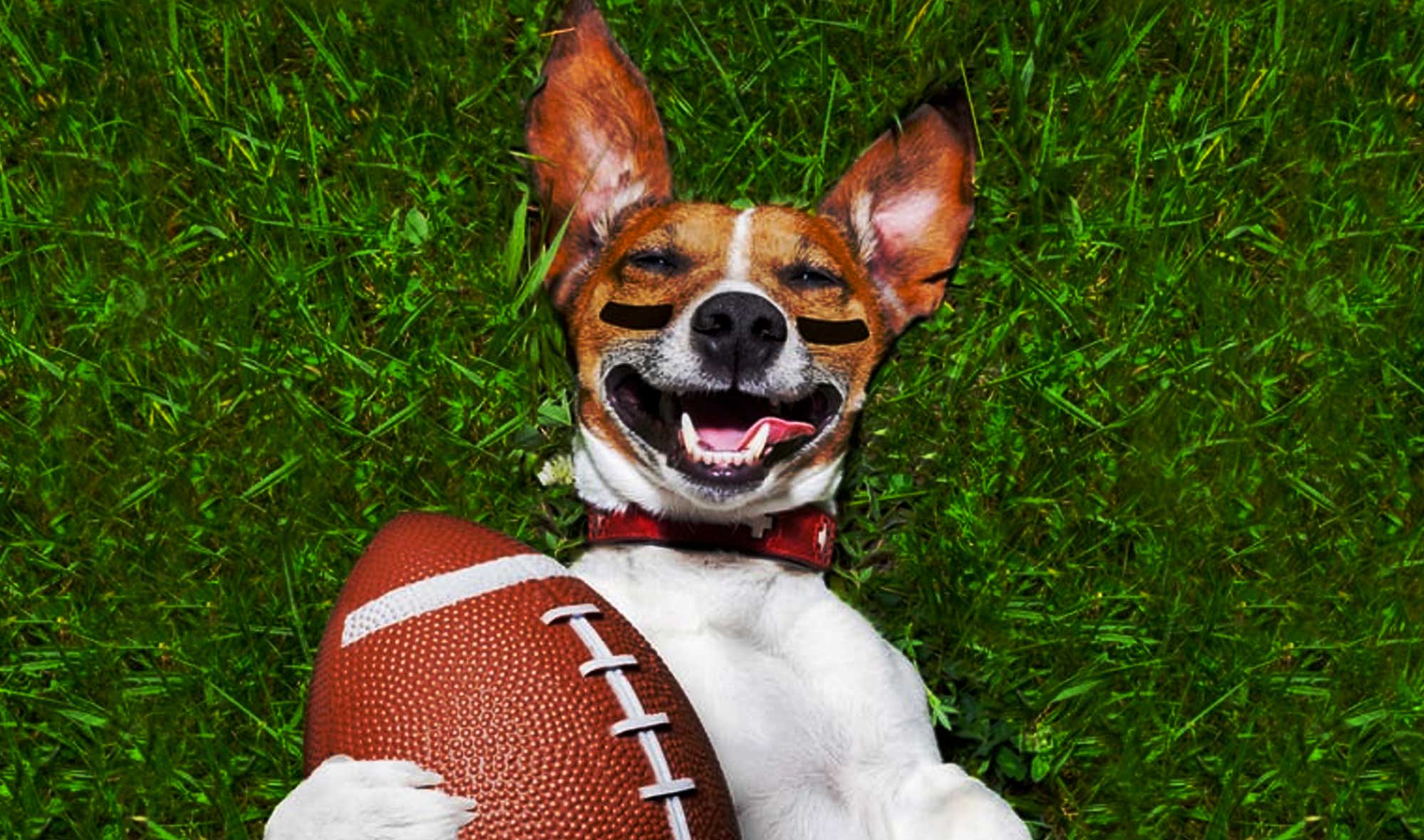 80+ Sport-Inspired Dog Names for Sporty Pups – Athletes, Disciplines...