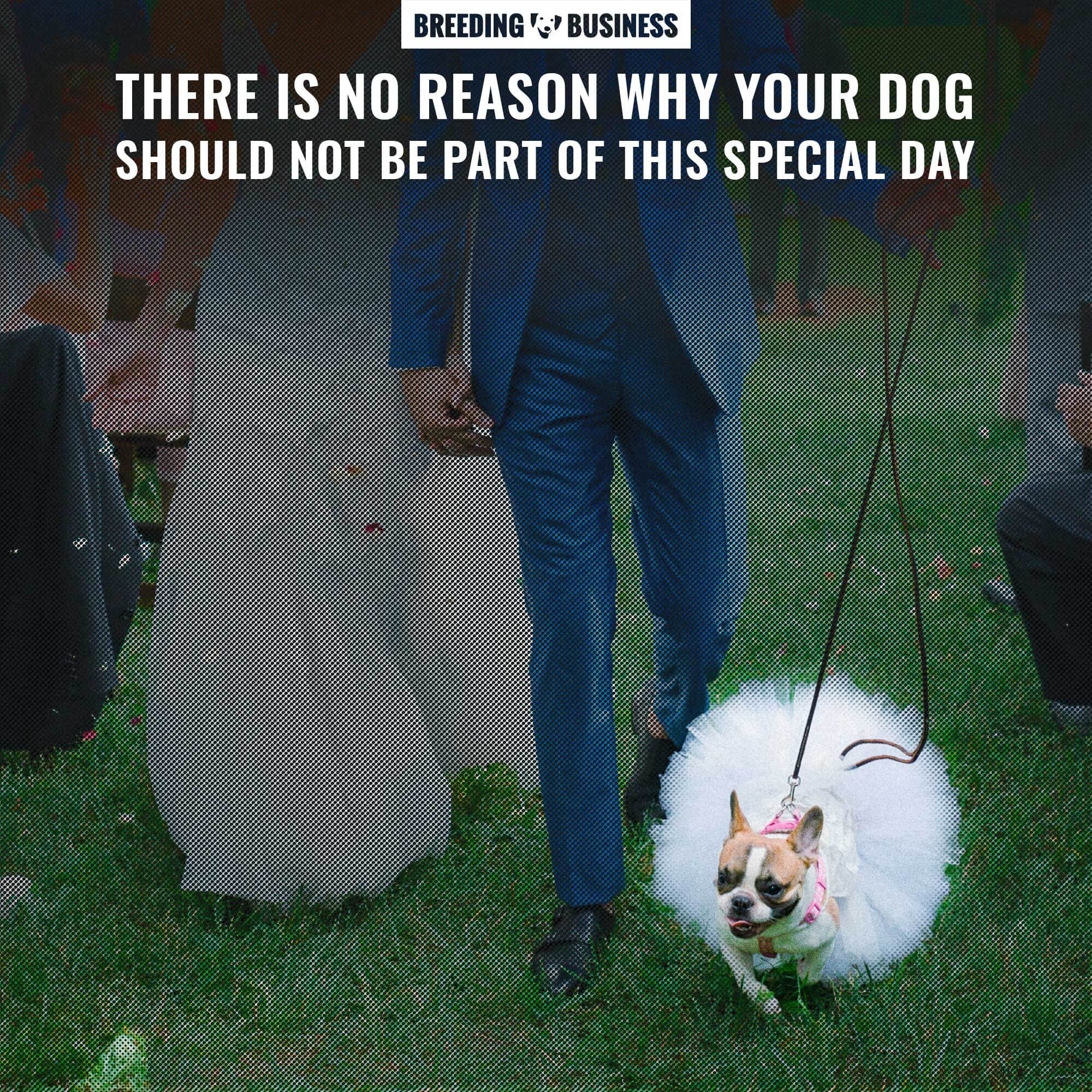 Dress up your dog for your wedding day!