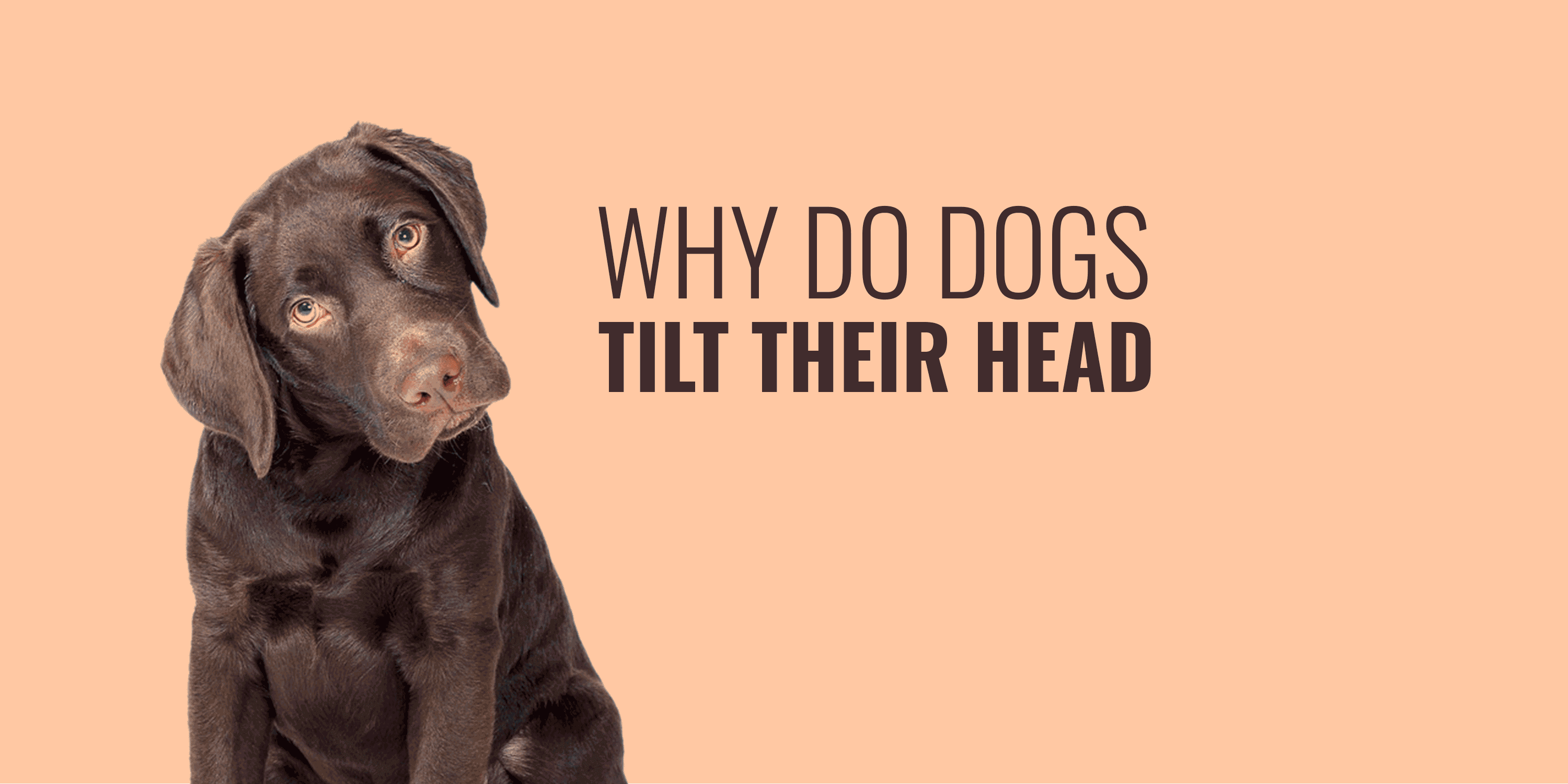 Why Dog Dogs Tilt Their Heads Curiosity, Empathy, Ear Infection & More!