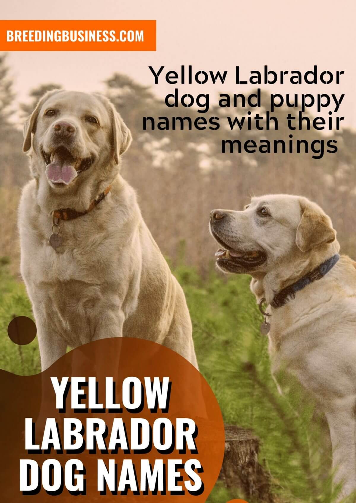 180-labrador-dog-names-yellow-chocolate-black-lab-name-ideas